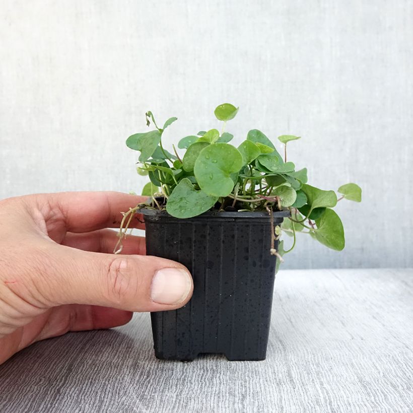 Ejemplar de Dichondra repens Maceta de 8/9 cm entregado en otoño