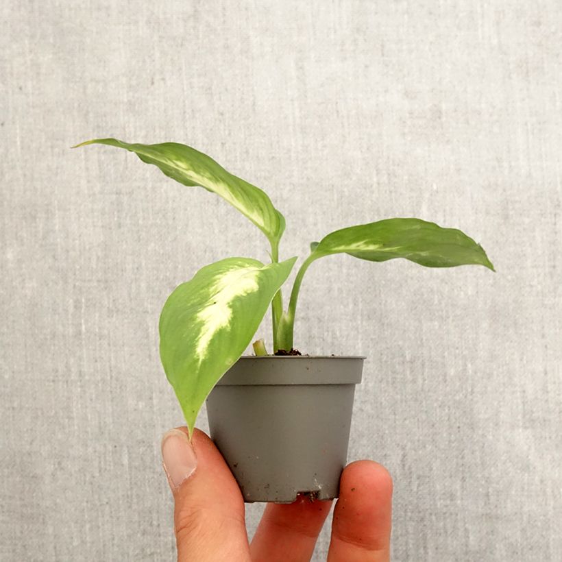 Dieffenbachia Camilla Mini-plante Ejemplar entregado en la primavera
