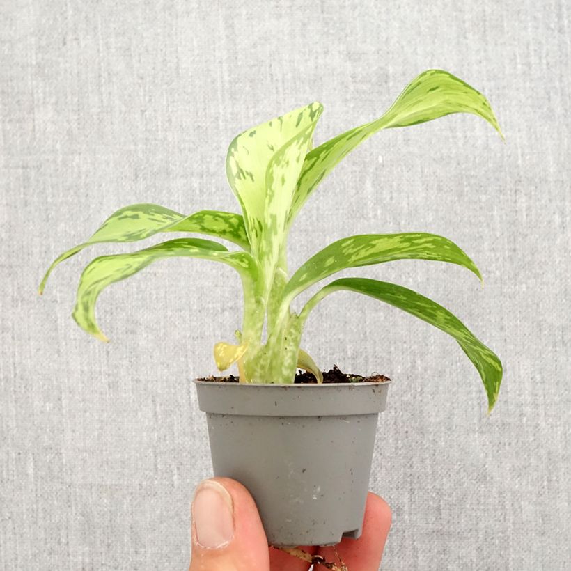 Dieffenbachia Crocodile Mini-plante Ejemplar entregado en la primavera