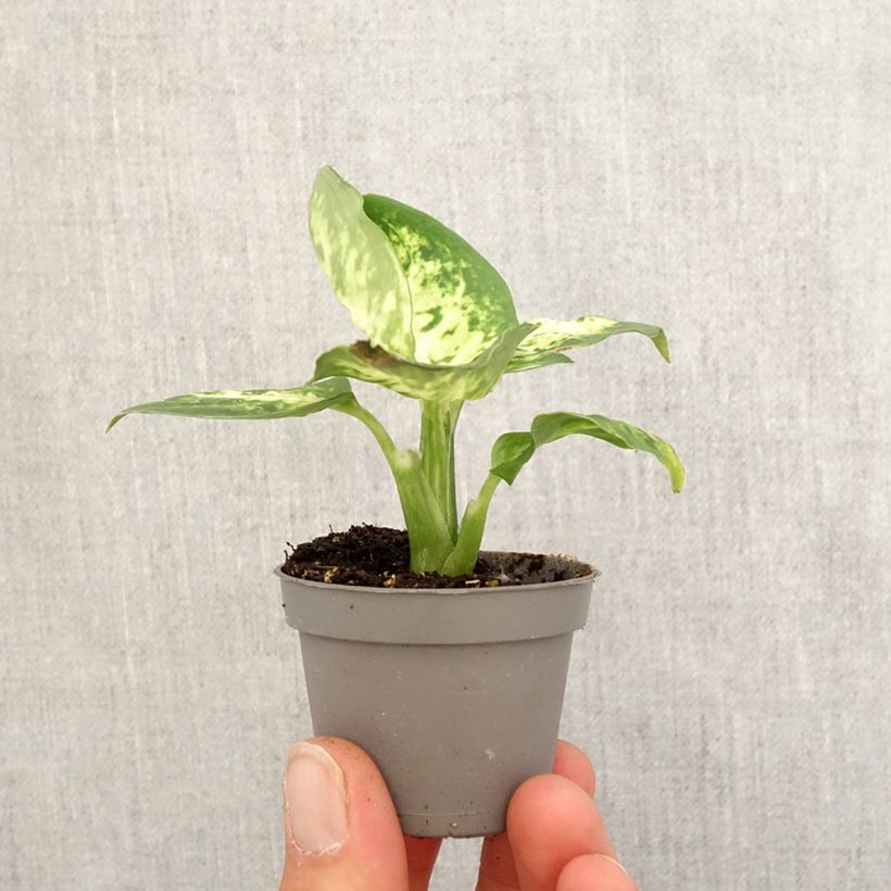 Dieffenbachia maculata Amy Mini-plante Ejemplar entregado en la primavera