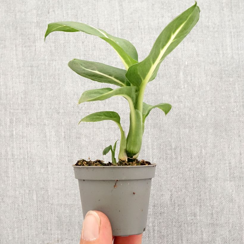 Dieffenbachia Sterling Mini-plante Ejemplar entregado en la primavera