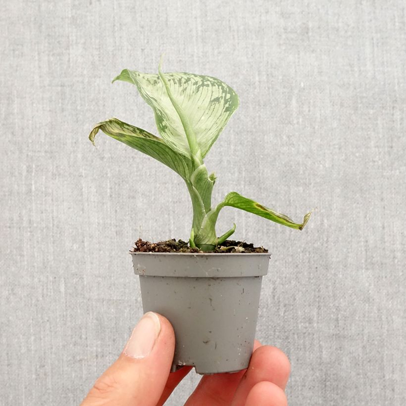 Dieffenbachia Tropic Snow Mini-plante Ejemplar entregado en la primavera