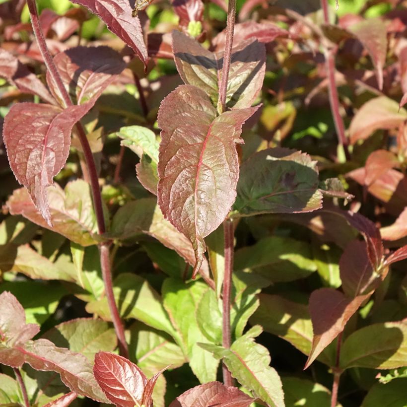 Diervilla rivularis Troja Black - Brezalillo (Follaje)
