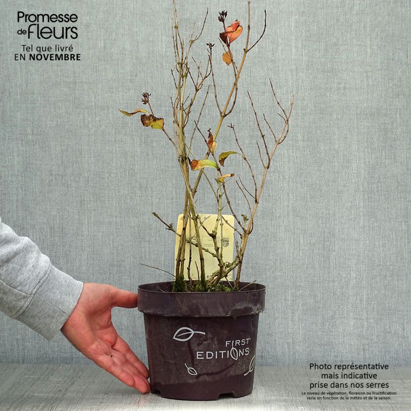 Ejemplar de Diervilla sessilifolia Cool Splash - Brezalillo Maceta 3L/4L entregado en otoño