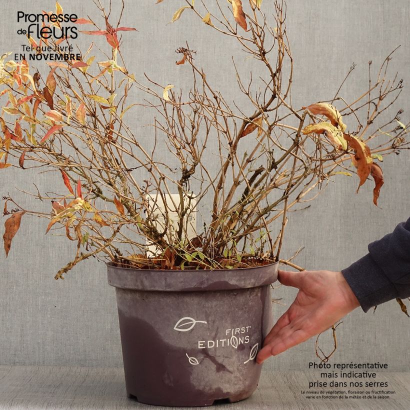 Ejemplar de Diervilla sessilifolia Cool Splash - Brezalillo Maceta 7,5L/10L entregado en otoño
