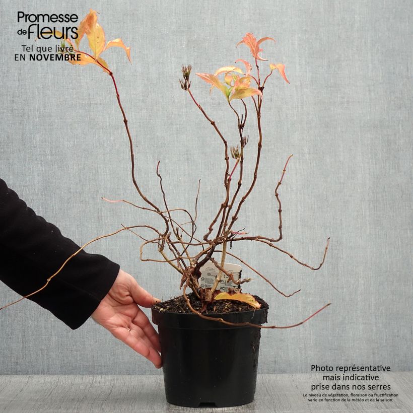 Ejemplar de Diervilla splendens - Brezalillo Maceta 2L/3L entregado en otoño