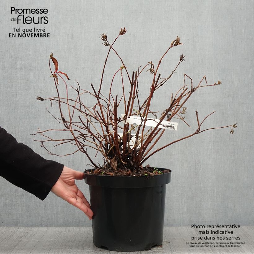 Ejemplar de Diervilla splendens Diva - Brezalillo Maceta 7,5L/10L entregado en otoño