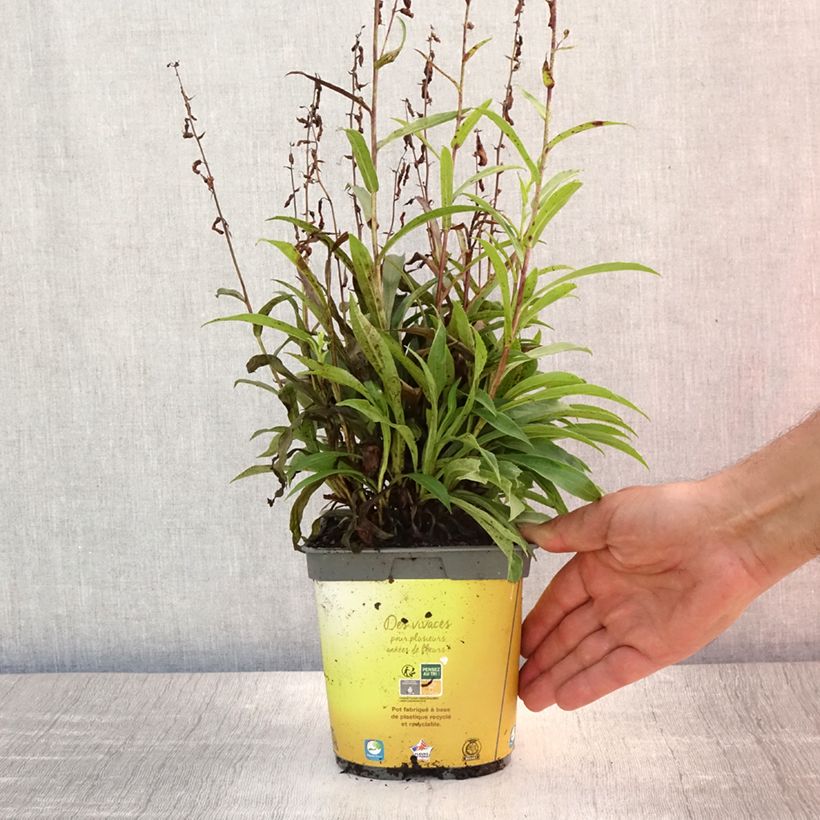 Ejemplar de Digitalis Goldcrest - Digital Maceta 1,5L/2L entregado en verano