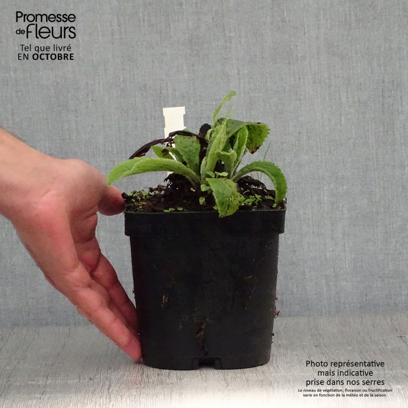 Ejemplar de Digitalis mertonensis - Dedalera Maceta 2L/3L entregado en otoño