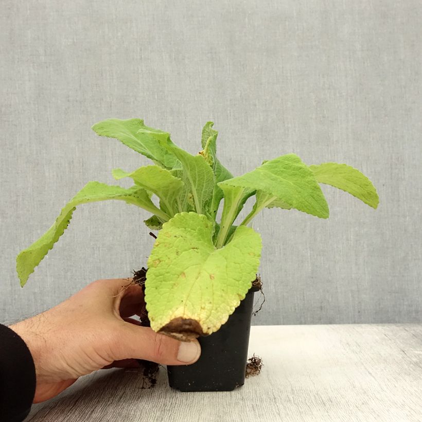 Ejemplar de Digitalis purpurea Monstrosa Maceta de 8/9 cm entregado en otoño