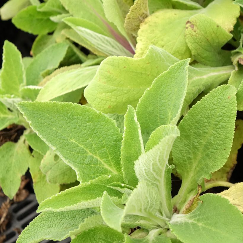 Digitalis purpurea Monstrosa (Follaje)