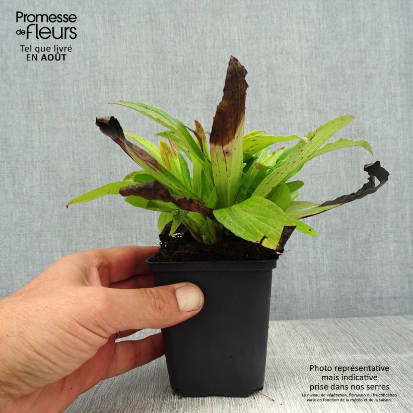 Ejemplar de Digitalis ferruginea Gigantea - Digital roja Maceta de 8/9 cm entregado en verano