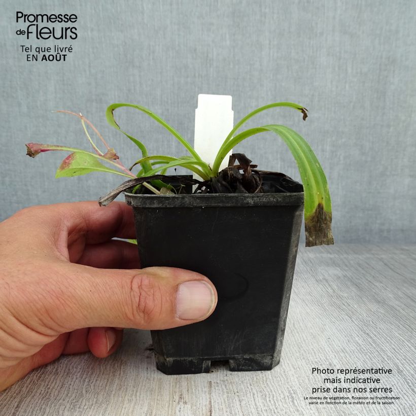 Ejemplar de Digitalis lanata Café Crème - Dedalera lana Maceta de 8/9 cm entregado en verano