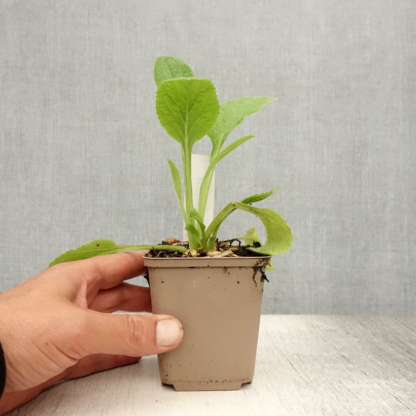 Ejemplar de Digitalis purpurea Maceta de 8/9 cm entregado en verano