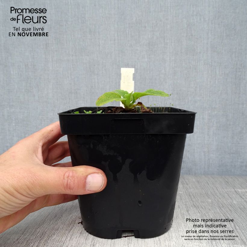 Ejemplar de Digitalis purpurea Alba Maceta 2L/3L entregado en otoño
