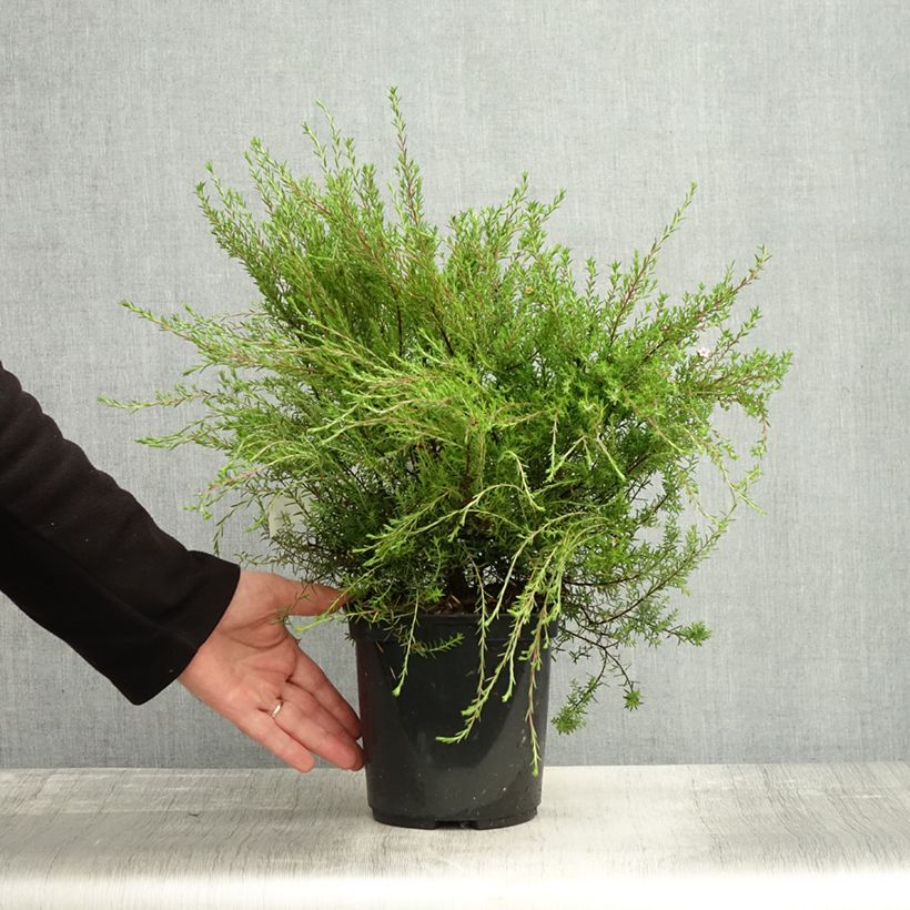 Ejemplar de Diosma hirsuta Pink Diamond Maceta 2L/3L entregado en otoño