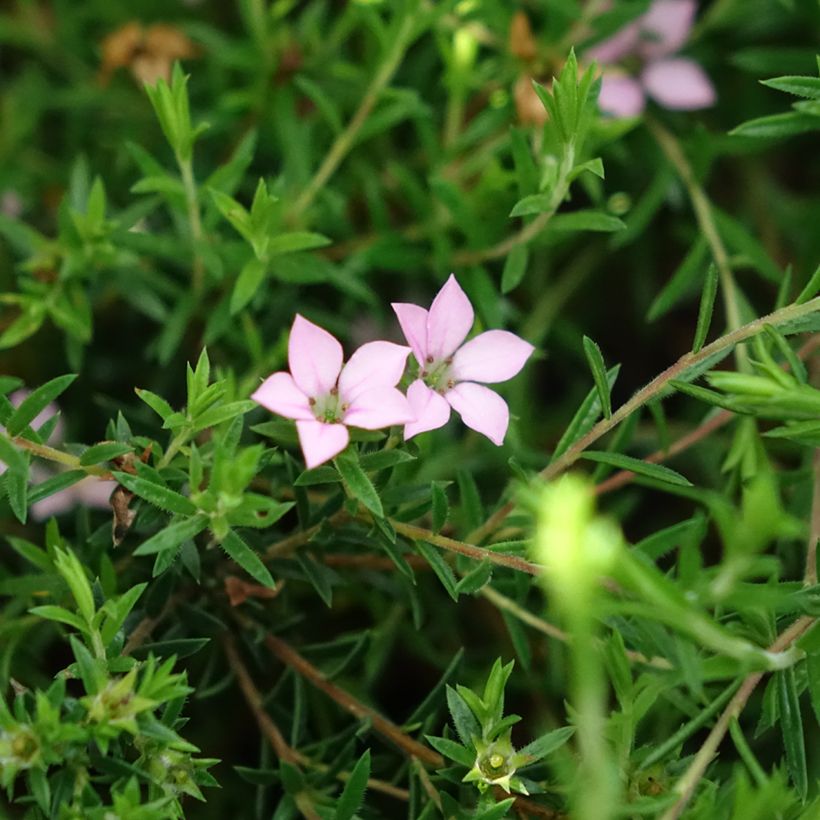 Diosma hirsuta Pink Diamond (Floración)