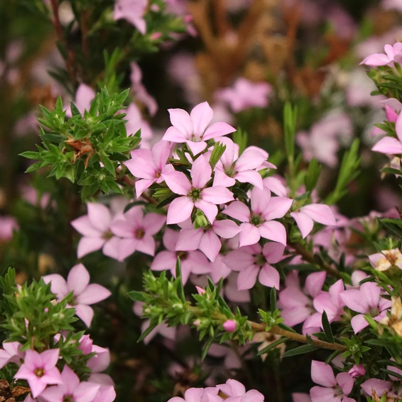Diosma hirsuta Pink Diamond (Floración)
