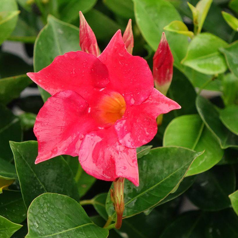 Dipladenia BELLA Compact Red - Mandevilla (Floración)