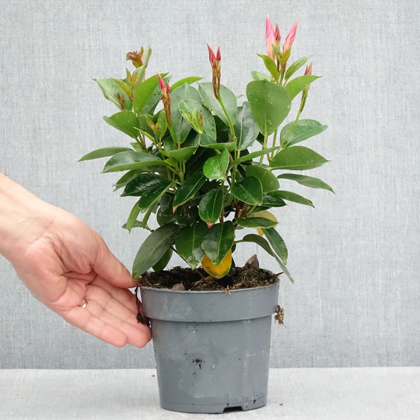 Dipladenia Bella Pink Star - Mandevilla Maceta de 10 cm/11 cm Ejemplar entregado en la primavera