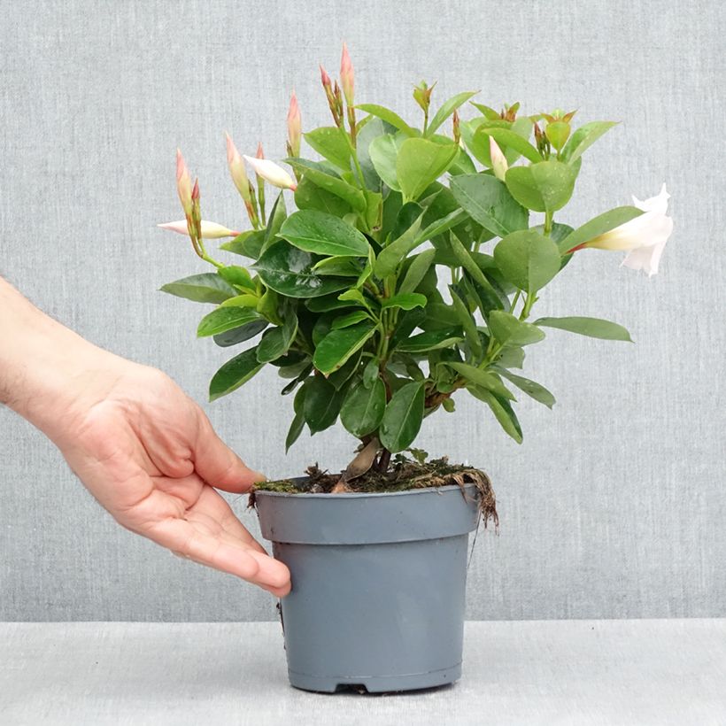 Dipladenia BELLA White - Mandevilla Maceta de 10 cm/11 cm Ejemplar entregado en la primavera