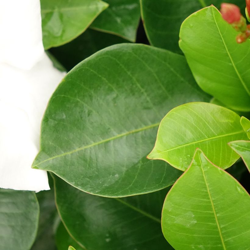 Dipladenia BELLA White - Mandevilla (Follaje)