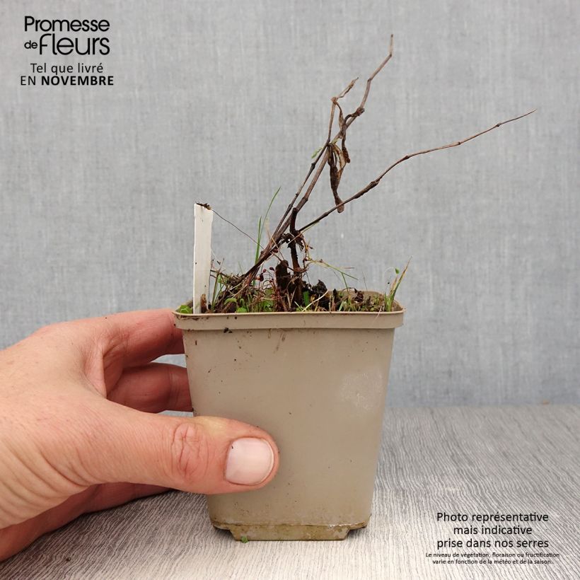 Ejemplar de Disporum cantoniense Green Giant Maceta de 10 cm/11 cm entregado en otoño