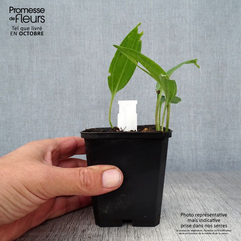 Ejemplar de Disporum sessile Maceta de 8/9 cm entregado en otoño