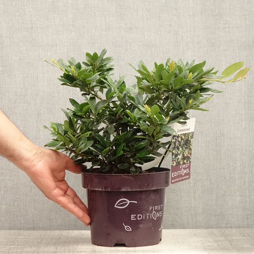 Ejemplar de Distylium Coppertone Maceta 2L/3L entregado en verano