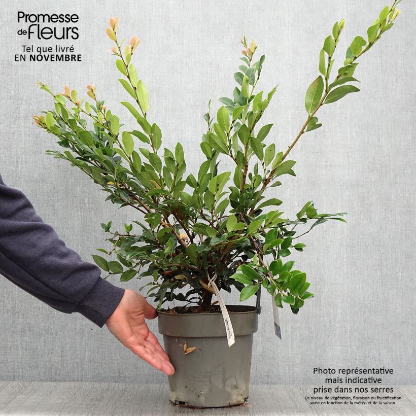Ejemplar de Distylium Linebacker Maceta 3L/4L entregado en otoño