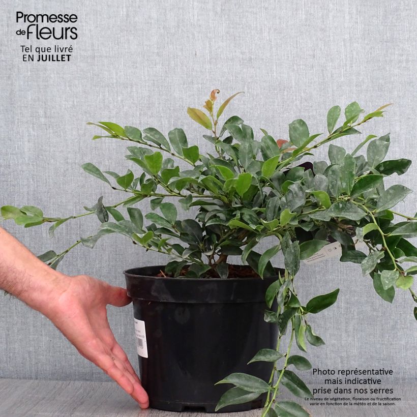 Ejemplar de Distylium Vintage Jade en pot de 2l/3l entregado en verano