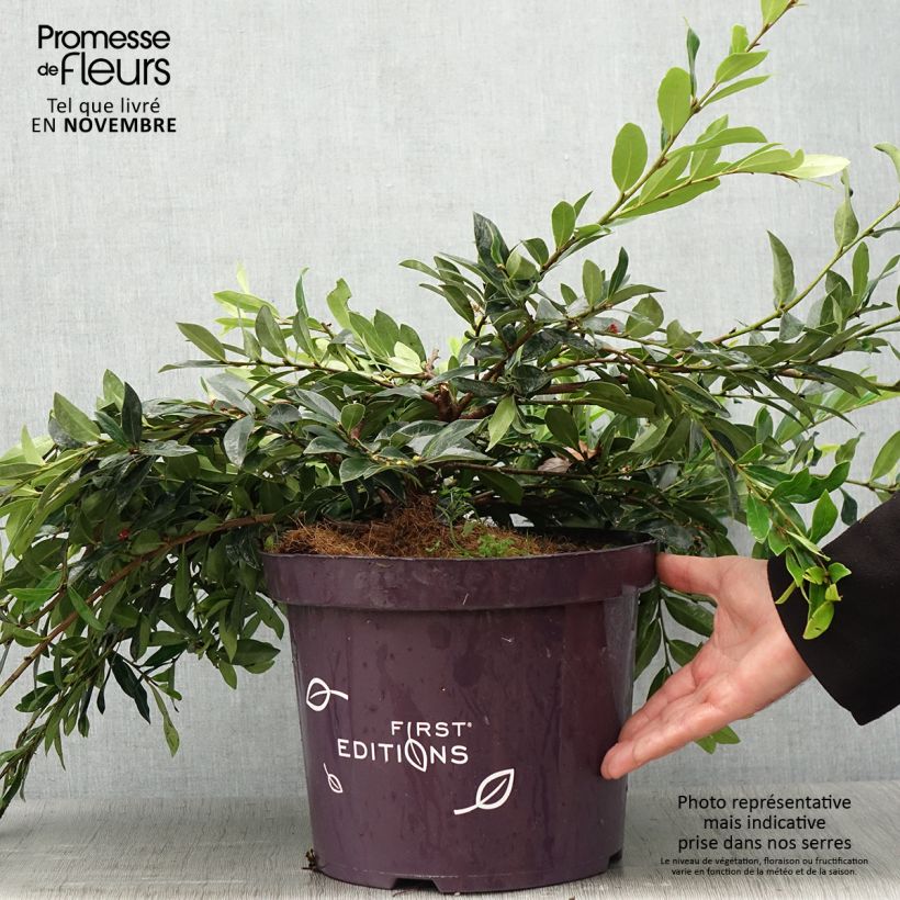 Ejemplar de Distylium Vintage Jade Maceta 7,5L/10L entregado en otoño