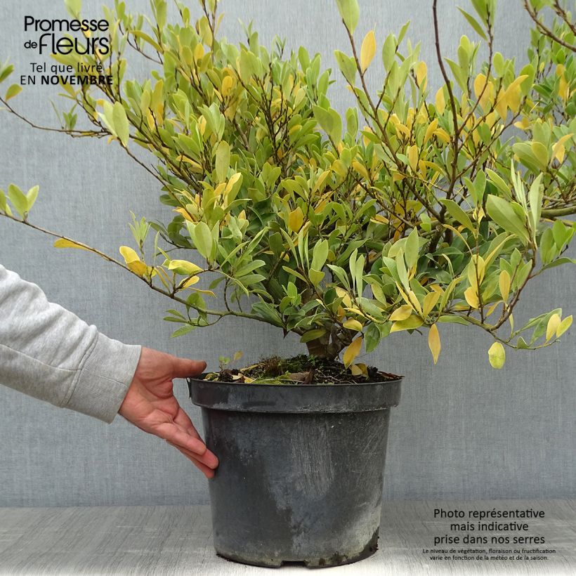 Ejemplar de Distylium Blue Cascade Maceta 7,5L/10L entregado en otoño