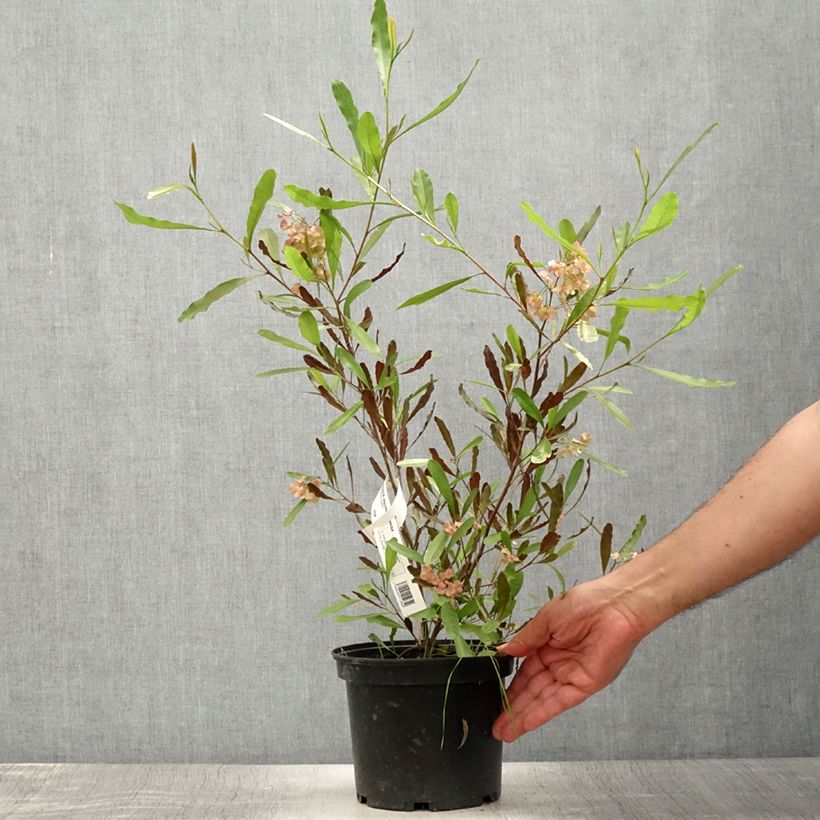 Ejemplar de Dodonaea viscosa Purpurea - Dodonée visqueuse Pot de 3L/4L entregado en verano