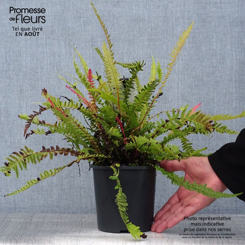 Ejemplar de Doodia media - Fougère râpe Pot de 2L/3L entregado en verano