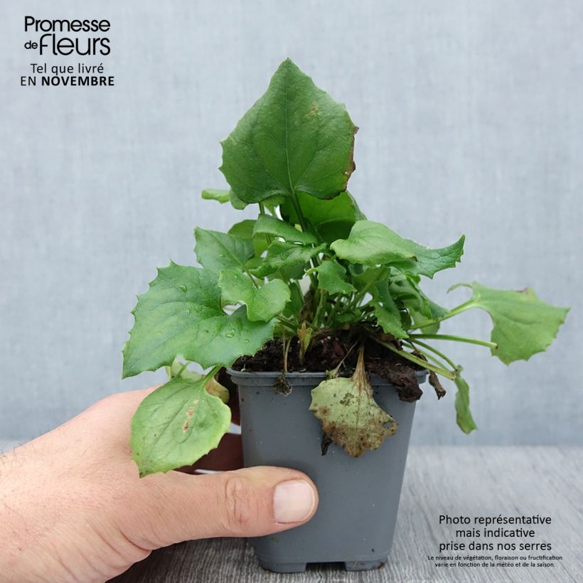 Ejemplar de Doronicum orientale Finesse Maceta de 8/9 cm entregado en otoño