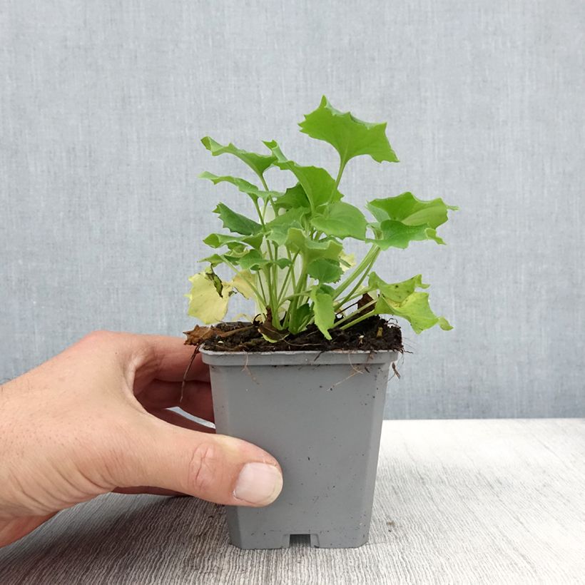 Ejemplar de Doronicum orientale Little Leo Maceta de 8/9 cm entregado en otoño
