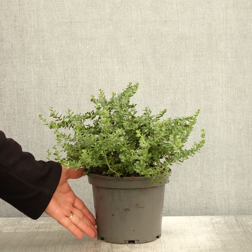 Ejemplar de Dorycnium hirsutum Frejorgues Maceta 3L/4L entregado en otoño