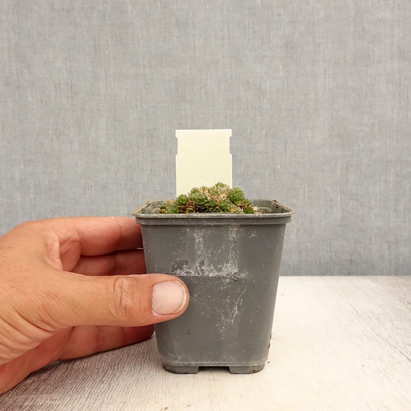 Ejemplar de Draba aizoides - Draba amarilla Maceta de 7/8 cm entregado en verano