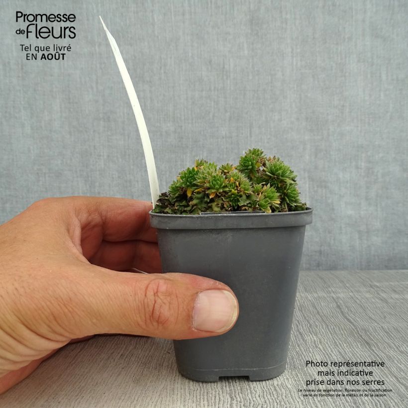 Ejemplar de Draba sakurai - Drave de Sakuraï Godet de 8/9 cmHauteur livrée env. 5cm entregado en verano