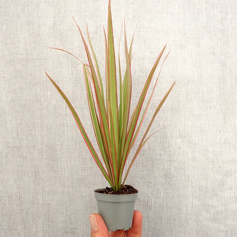 Dracaena Bicolor - Dragonnier Motte 5 cm x 7 cm Ejemplar entregado en la primavera