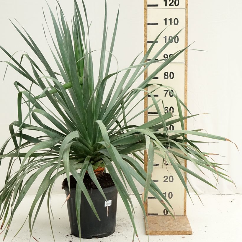 Ejemplar de Dracaena draco - Drago Maceta 18L/20L entregado en verano
