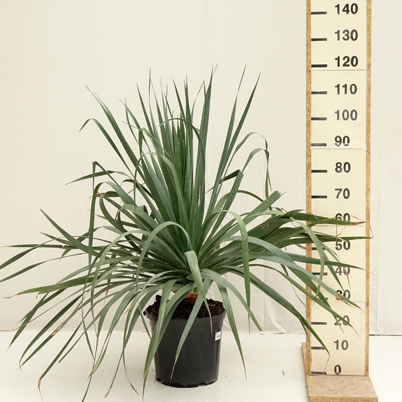 Dracaena draco - Dragonnier des Canaries Pot de 18L Ejemplar entregado en la primavera