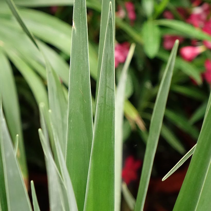 Dracaena draco - Drago (Follaje)