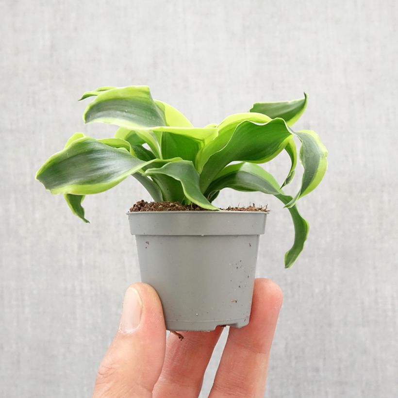 Dracaena Dragontree Tornado Mini-plante Ejemplar entregado en la primavera