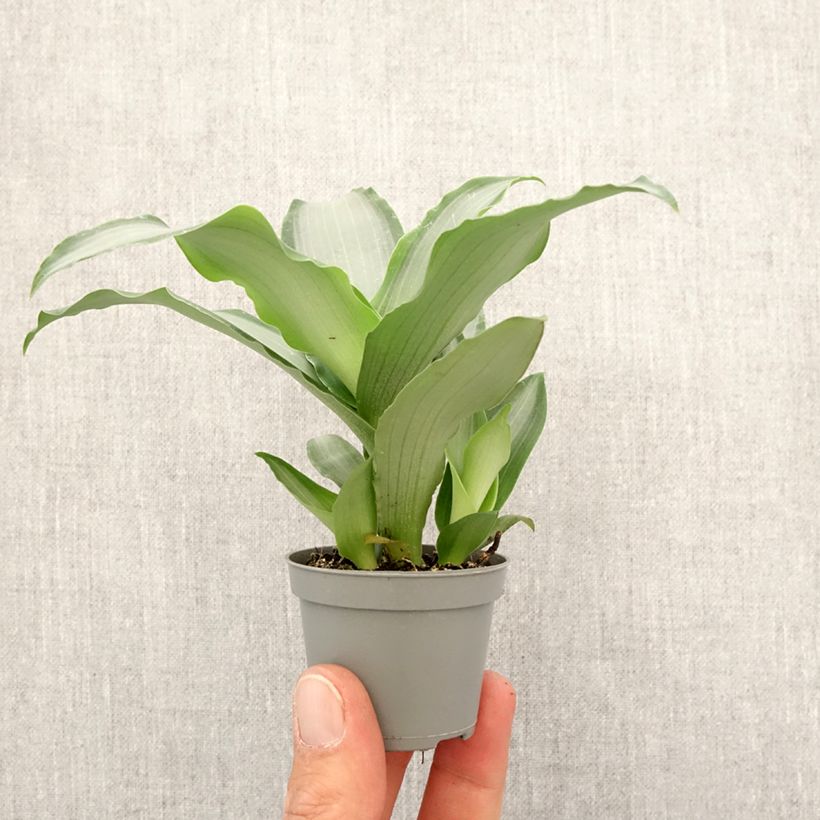 Dracaena Hawaii Mini-plante Ejemplar entregado en la primavera