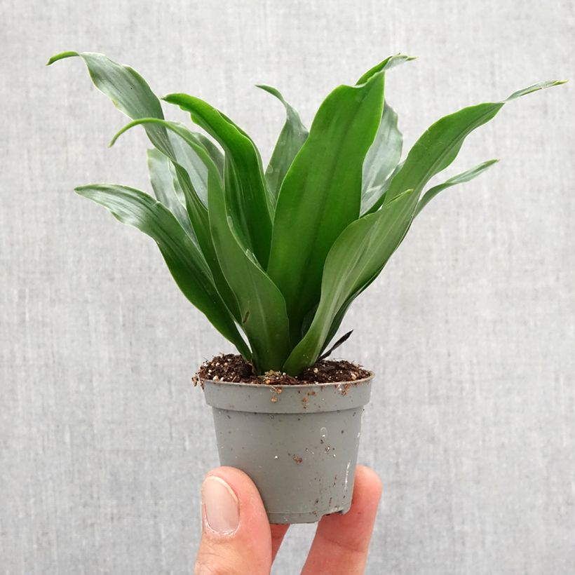 Dracaena Janet Craig Mini-plante Ejemplar entregado en la primavera