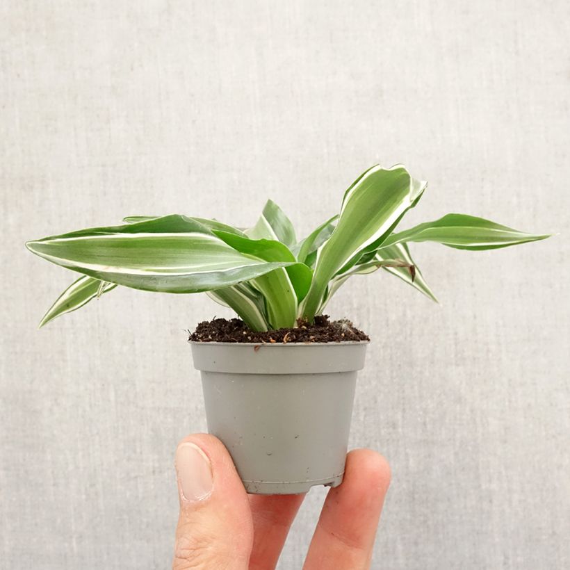 Dracaena Kanzi Mini-plante Ejemplar entregado en la primavera