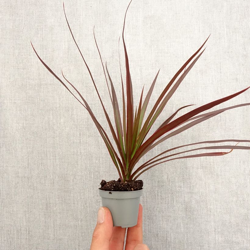 Dracaena Magenta Mini-plante Ejemplar entregado en la primavera
