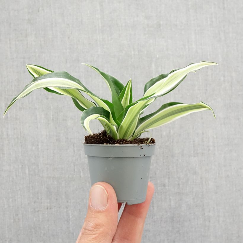 Dracaena Malaika Mini-plante Ejemplar entregado en la primavera